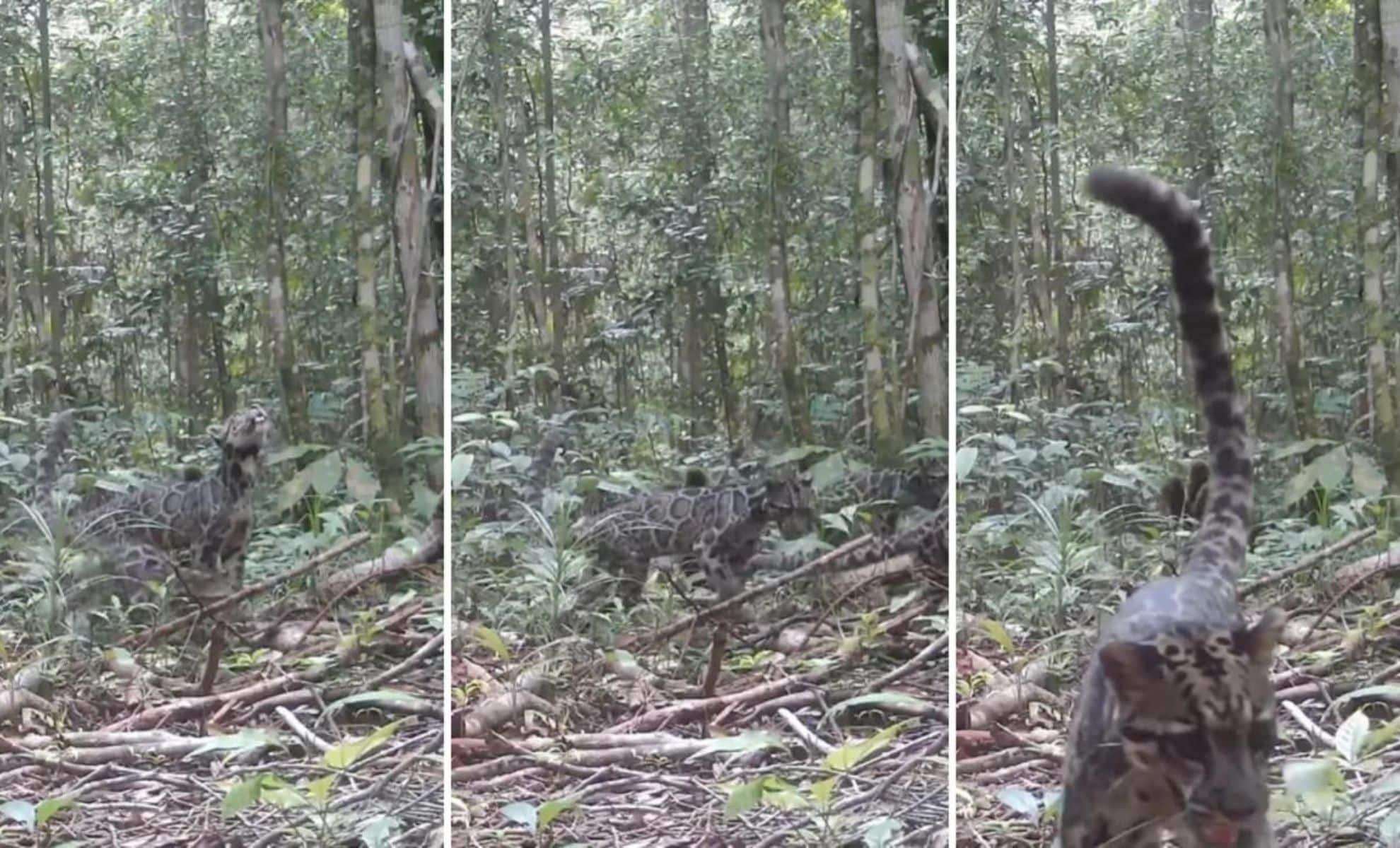 Rare Footage Captures Bornean Big Cat Family, Boosting Conservation Hopes 