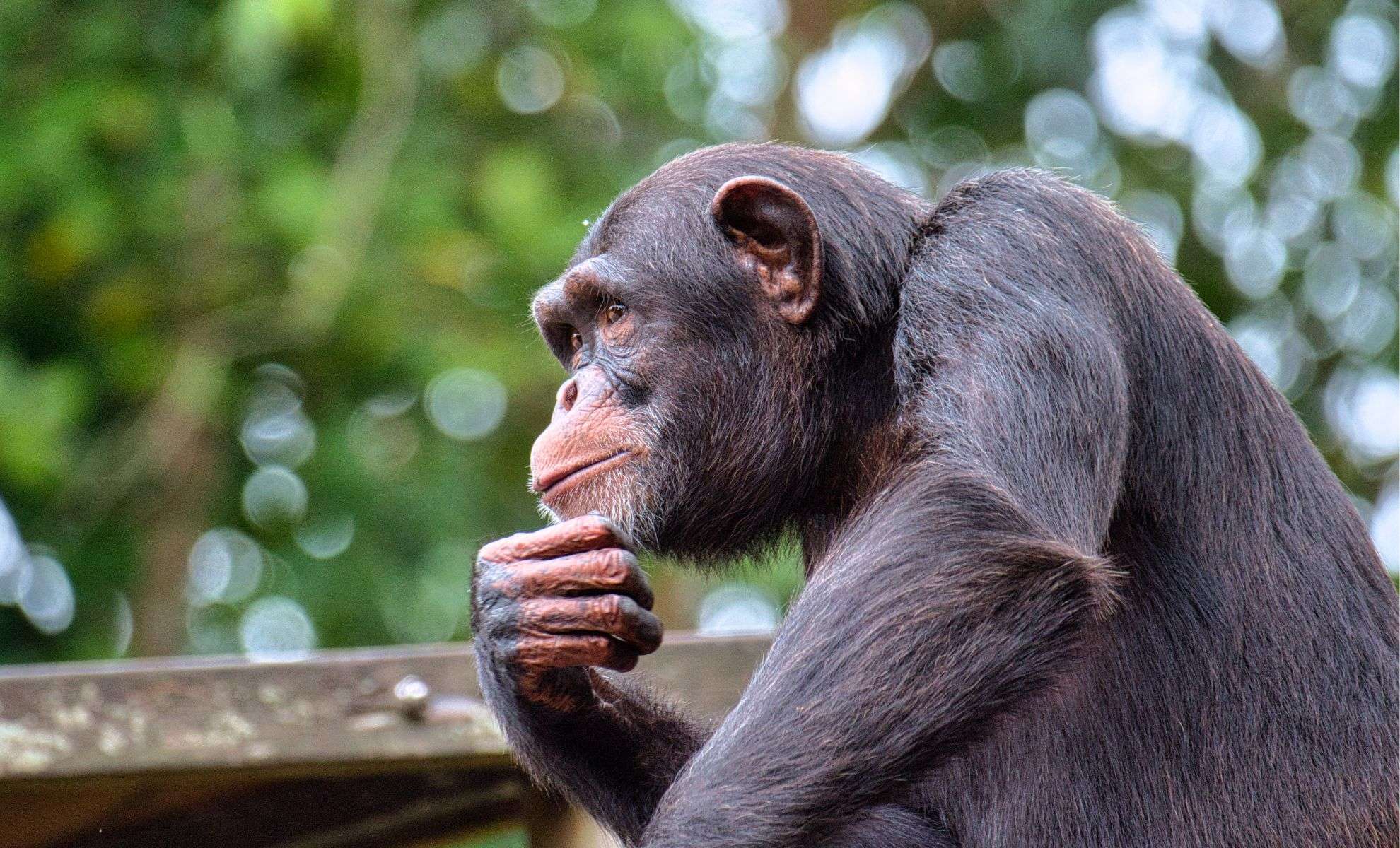 New Evidence Suggests Chimpanzees Can Imitate Human Speech Sounds 