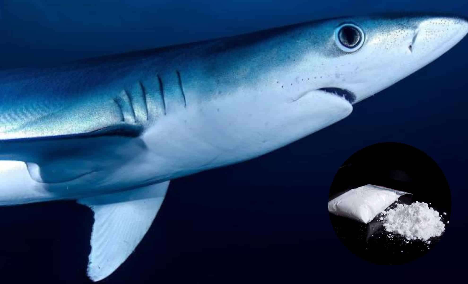 Cocaine-Contaminated Sharks Found Near Brazil's Coast Spark Ecological Alarm 