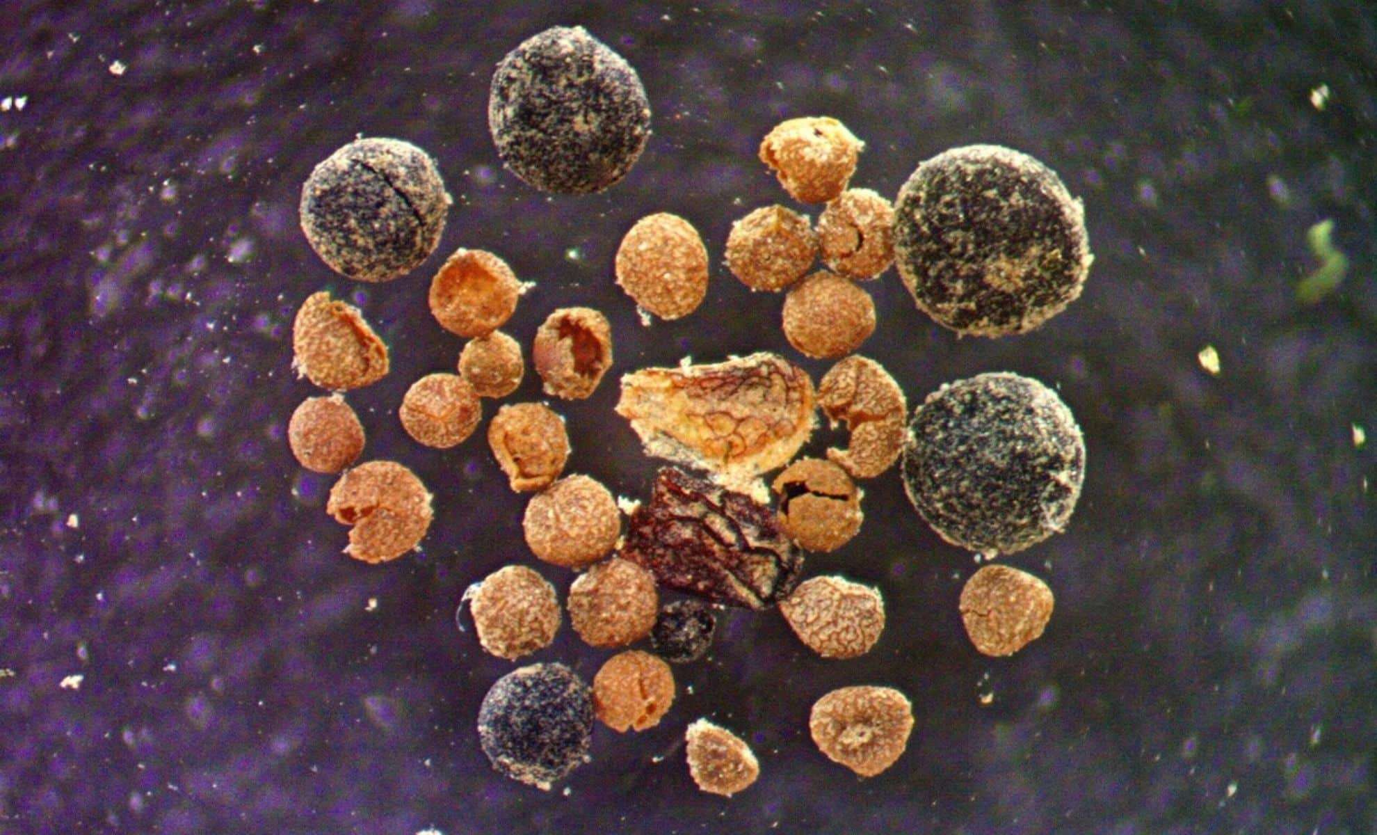 Fossil Finds Beneath Greenland’s Ice Reveal Critical Climate Insights and Rising Sea Level Dangers 