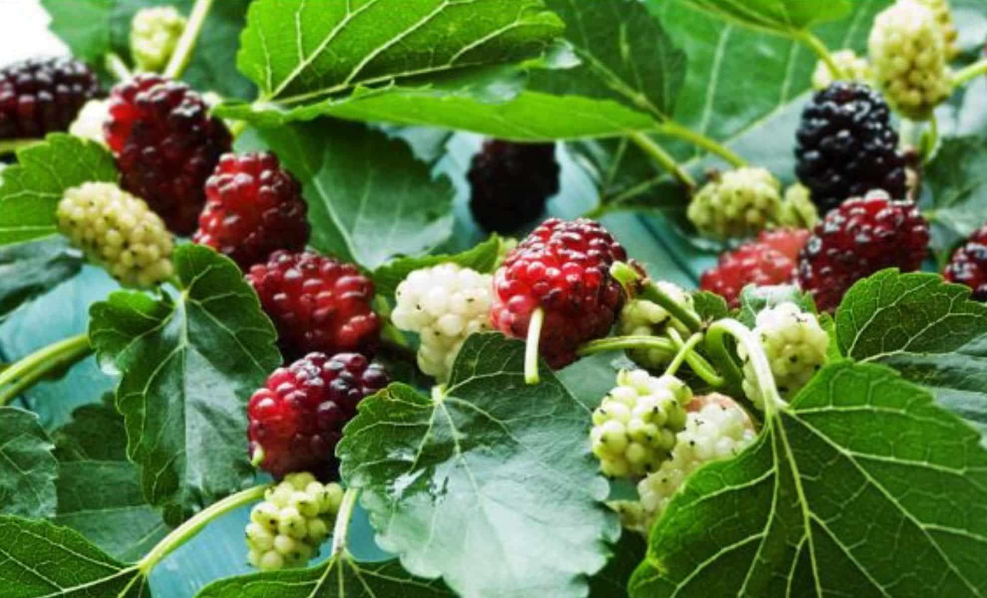 Mulberries: A Natural Ally for Enhancing Collagen and Combating Inflammation 