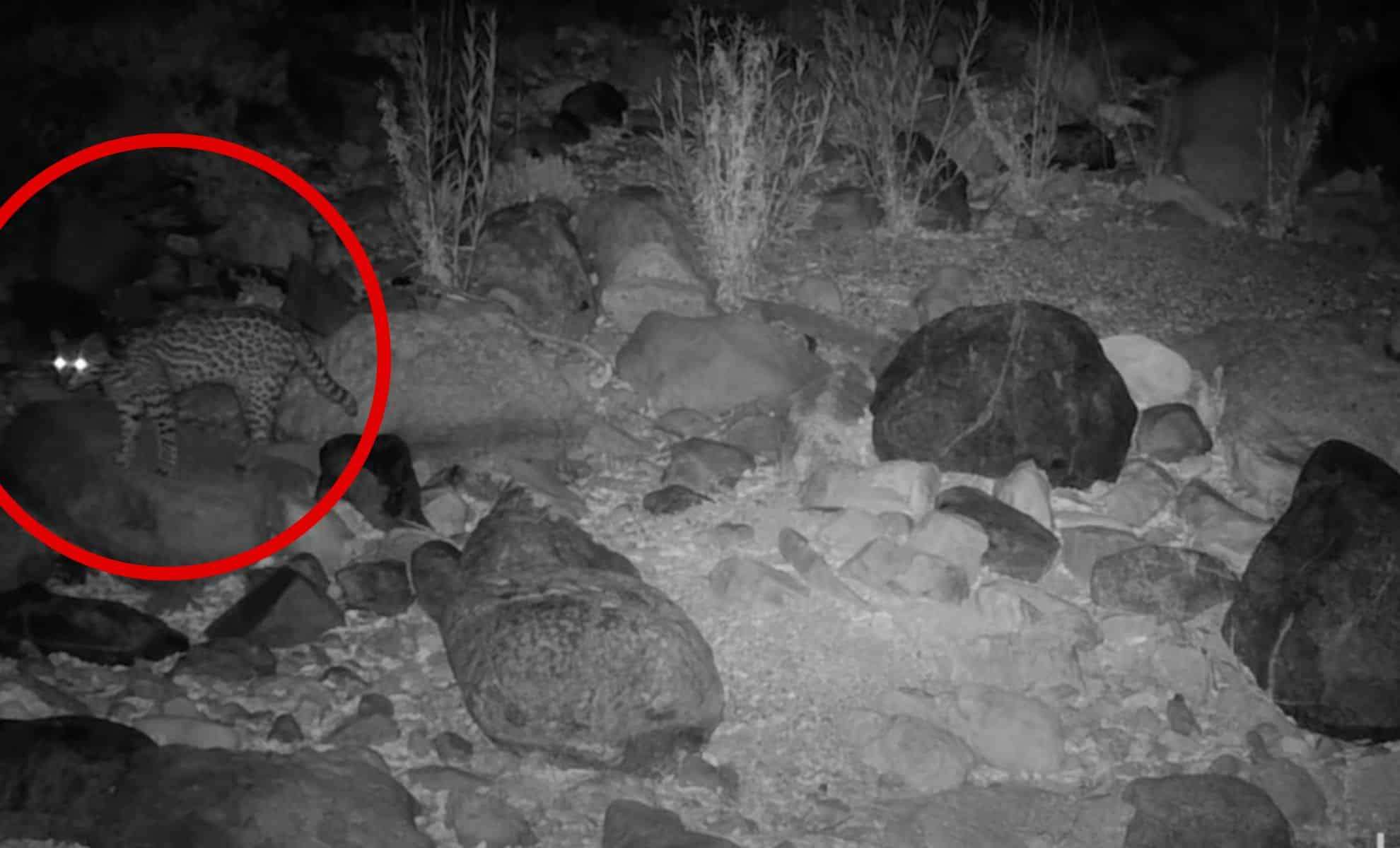 Rare Wild Cat Spotted Again in Arizona Desert After Five Decades 
