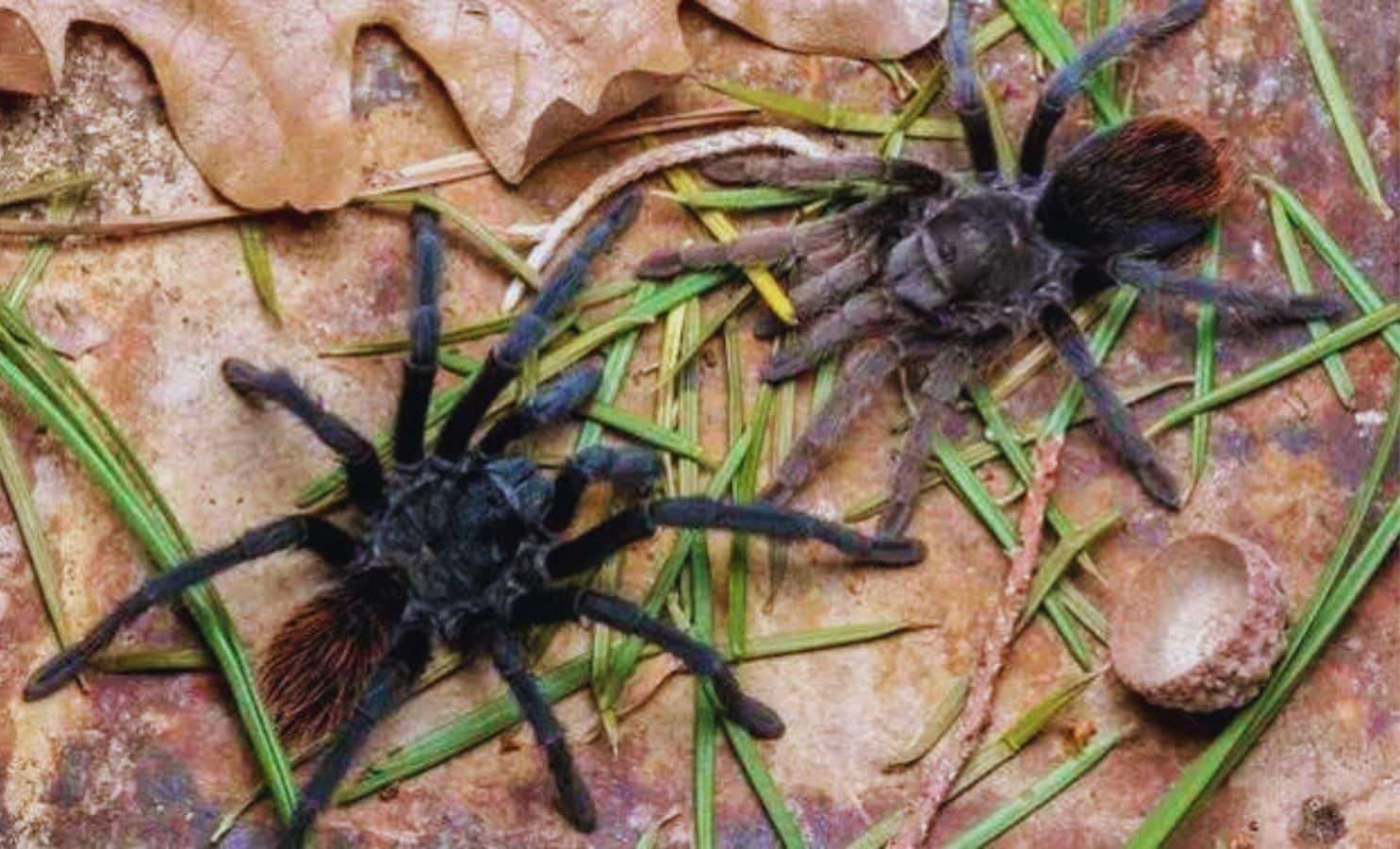 New Tarantula Species with Bright Orange Abdomen Uncovered in Arizona’s Chiricahua Mountains 