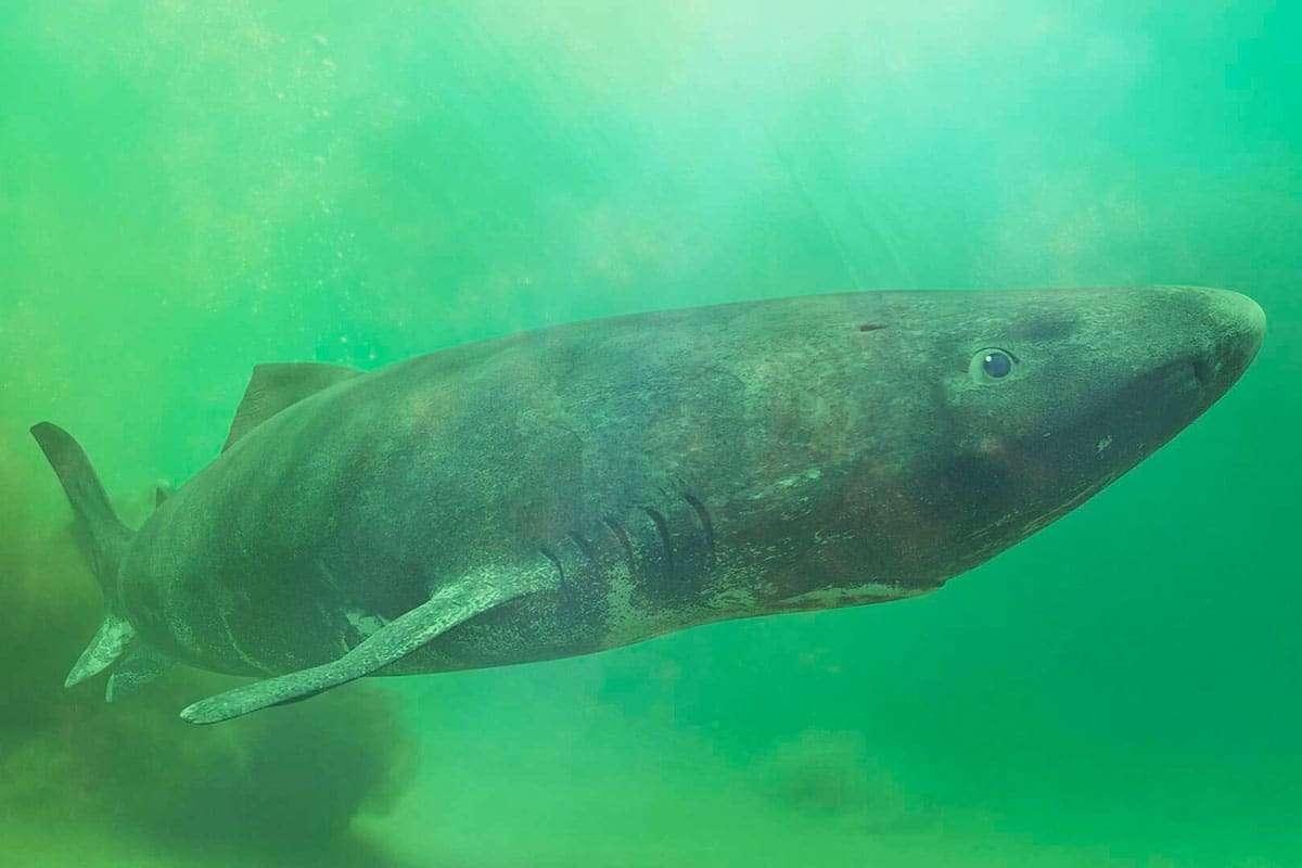 Unraveling the Mystery Behind Greenland Sharks' Remarkable Longevity 