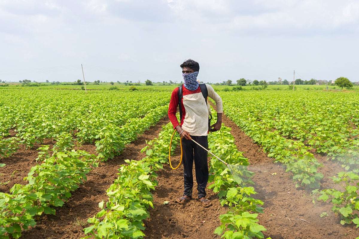 Prohibited Pesticides Found in Imported Foods Marketed Throughout France 