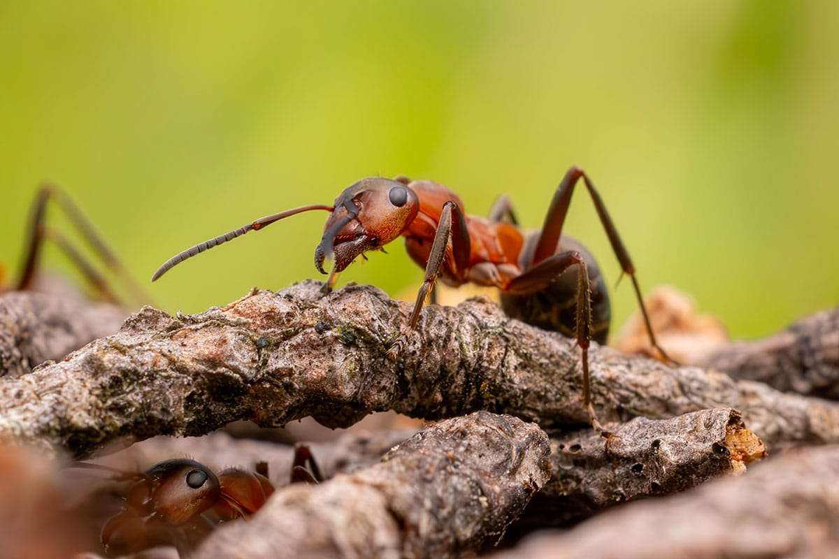 Groundbreaking Study Reveals Earth’s Ant Population in Unprecedented Numbers 