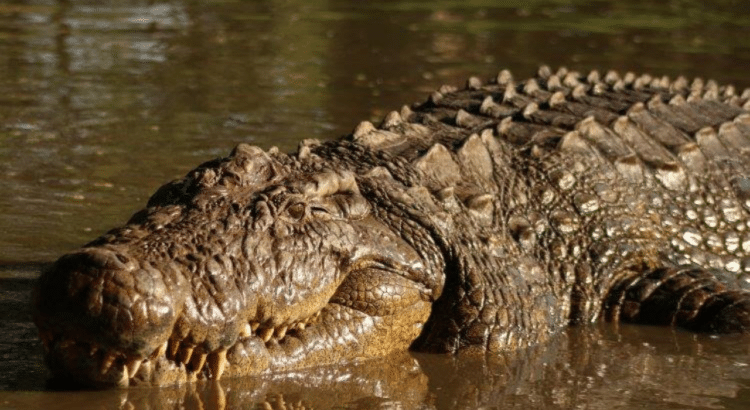 Meet Henry: The 123-Year-Old Nile Crocodile Shaping Conservation History 