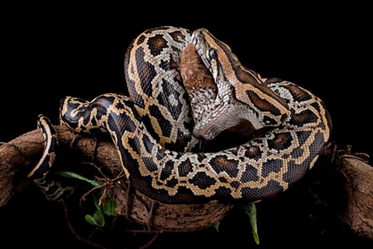 Burmese Python Overtakes Larger Reticulated Python in Rare Bangladeshi Encounter 
