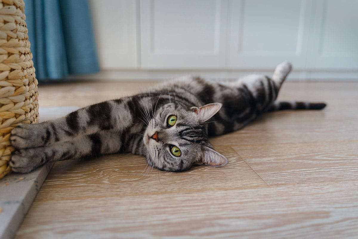Do Cats Remember Their Owners? Insights Into Feline Memory Revealed 