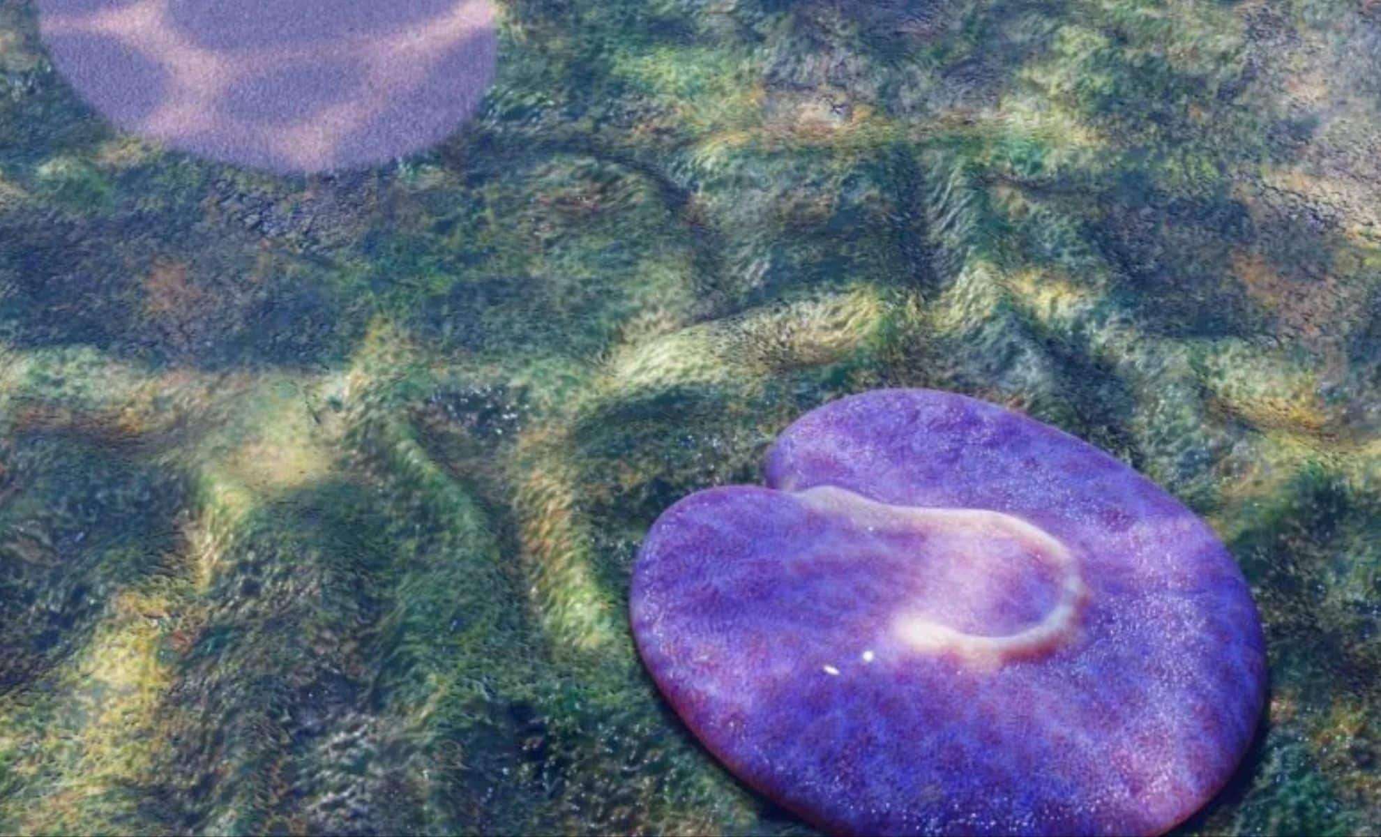 Ancient Fossil Discovery Sheds Light on Early Animal Movement in Australia 