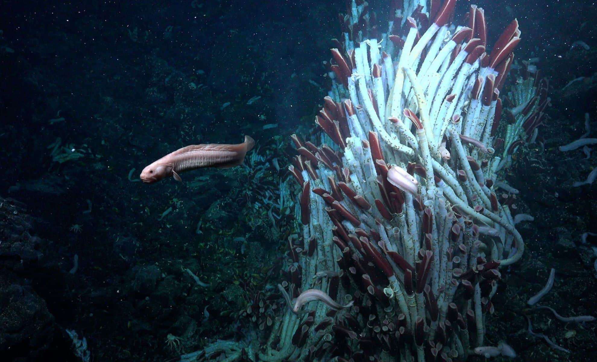 Scientists Reveal Vibrant Ecosystem Thriving Beneath Ocean Floor at Hydrothermal Vents 