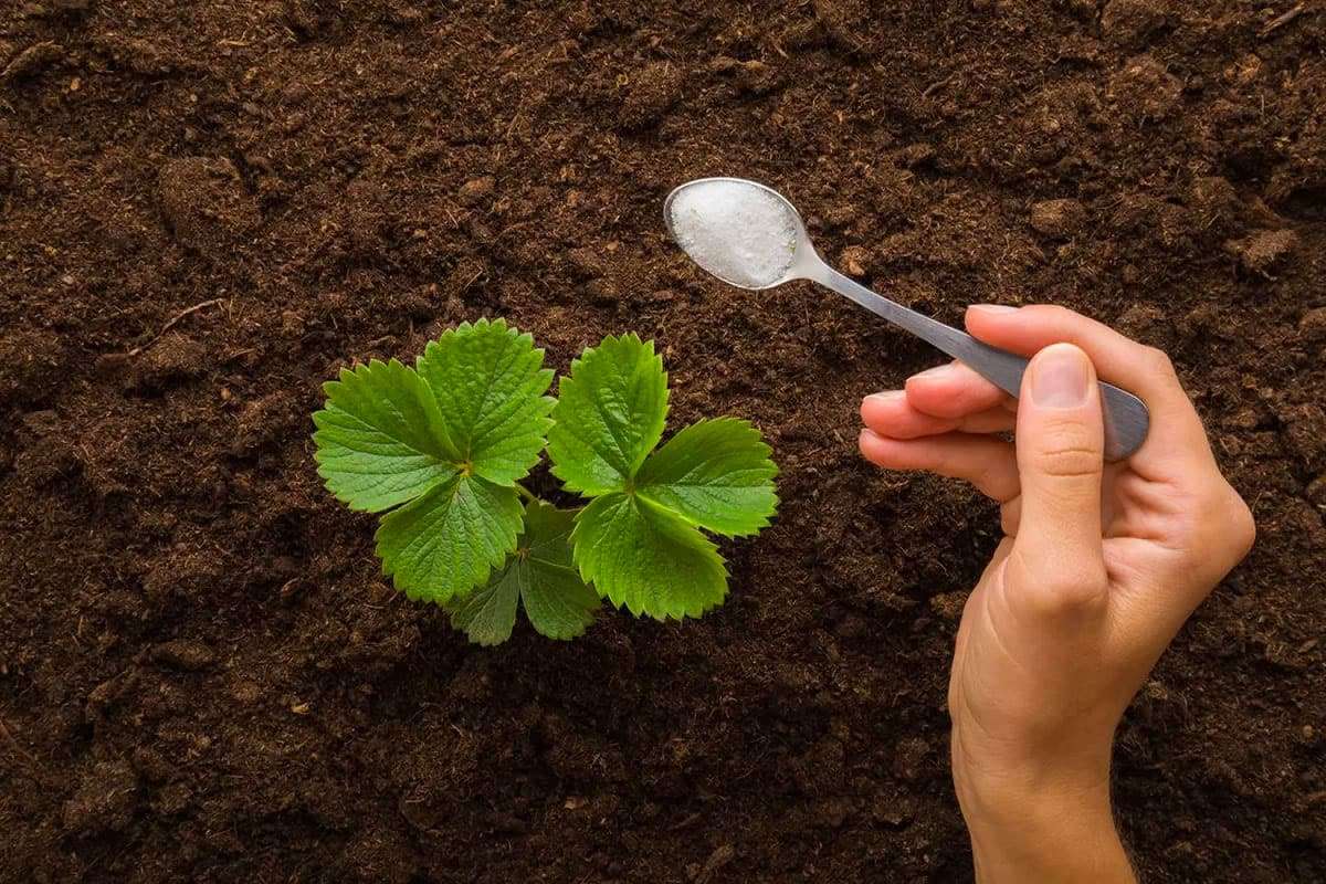 How to Grow Giant Strawberries Using a Simple DIY Fertilizer Mix 