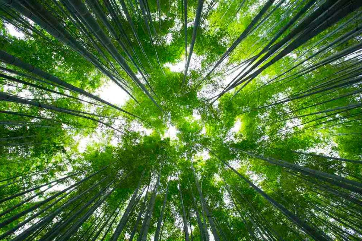 Centuries-Long Bamboo Blooming Cycle Unveiled: Impacts and Insights from Japan’s Phyllostachys nigra var. henonis 