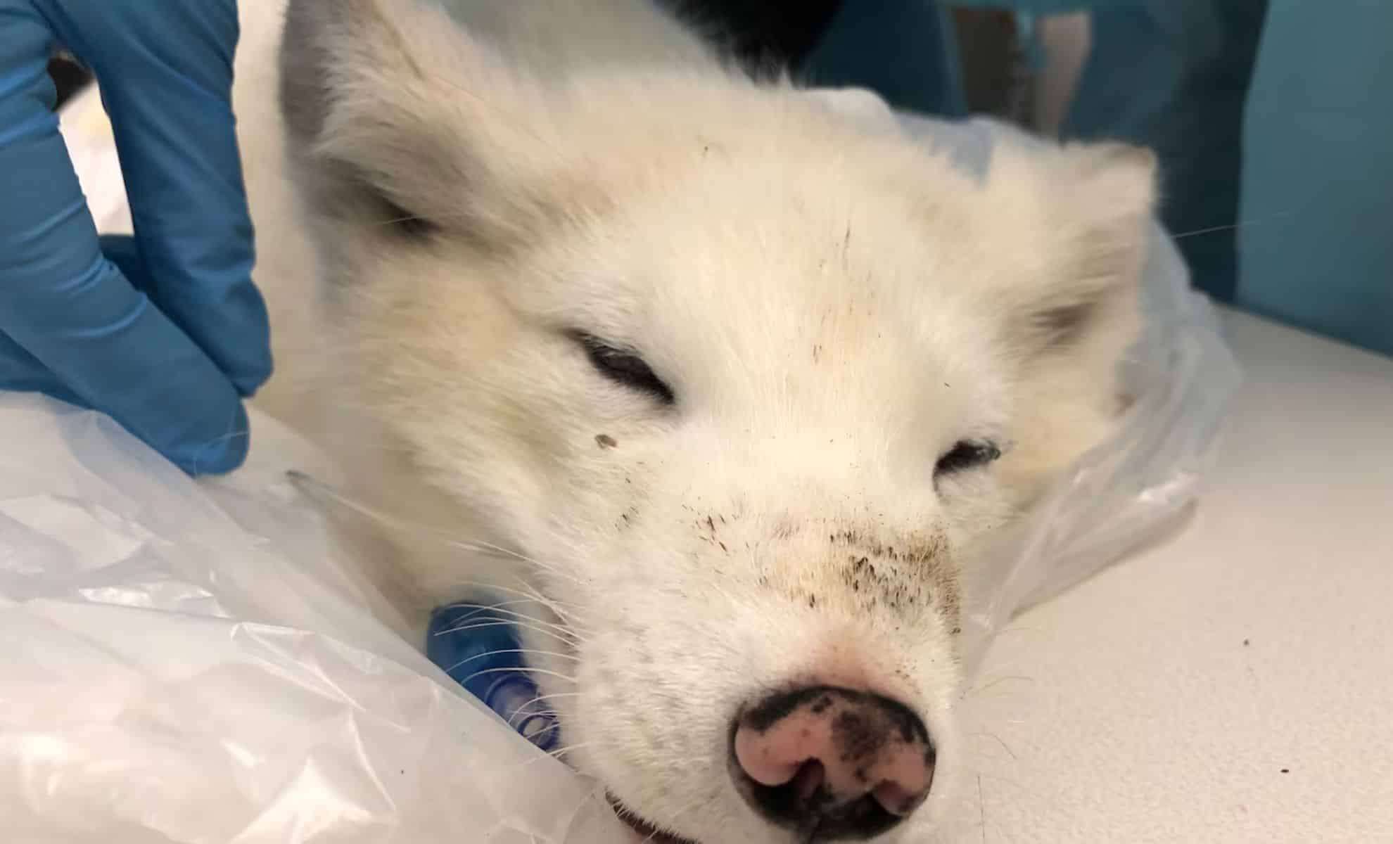 Unexpected Arctic Fox Spotted in Portland Sparks Wildlife Inquiry 