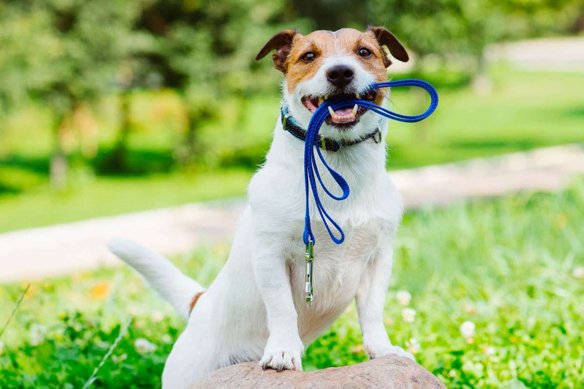 How Long Should You Walk Your Dog? Finding the Ideal Duration for Your Canine Companion 