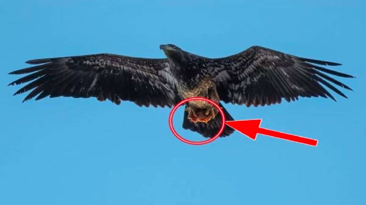Urban Eagle’s Surprising Catch: A Slice of Pizza in Its Grip 