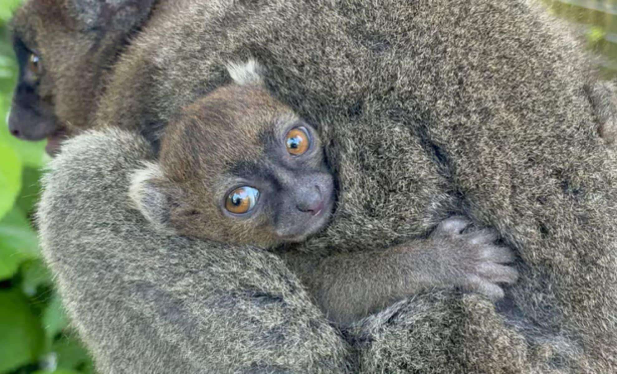 Cotswold Wildlife Park Marks Major Win with Birth of Critically Endangered Lemur 