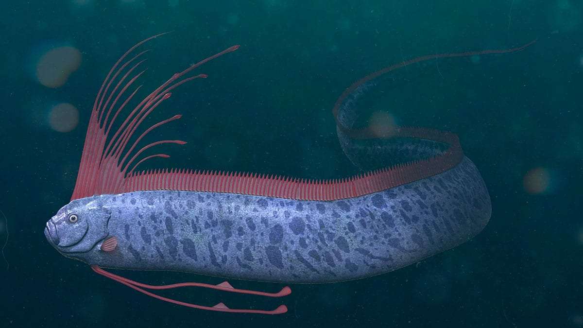 Oarfish Appearance in California Rekindles Debate on Earthquake Warnings 