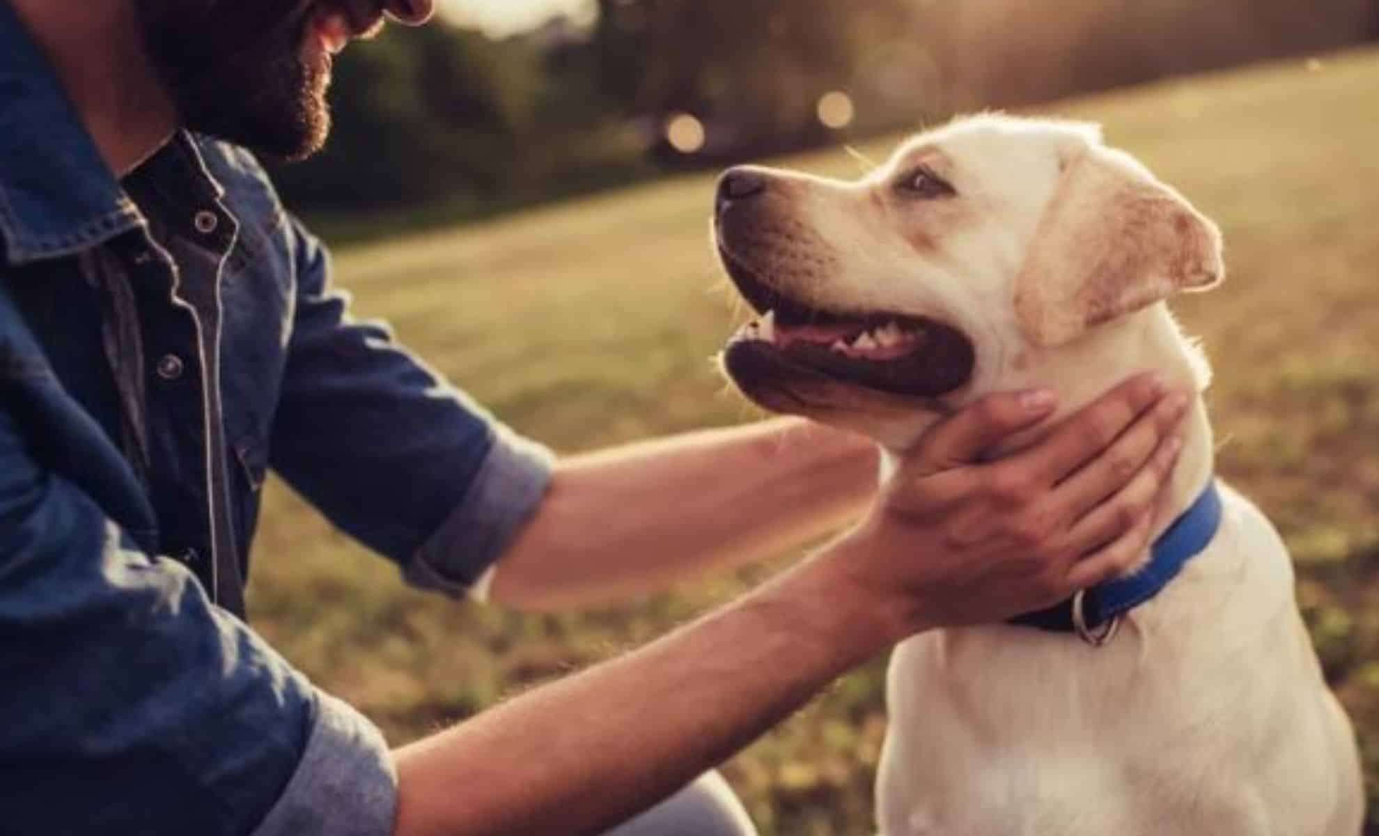 New Research Suggests Dogs are Experiencing a Third Domestication Stage 