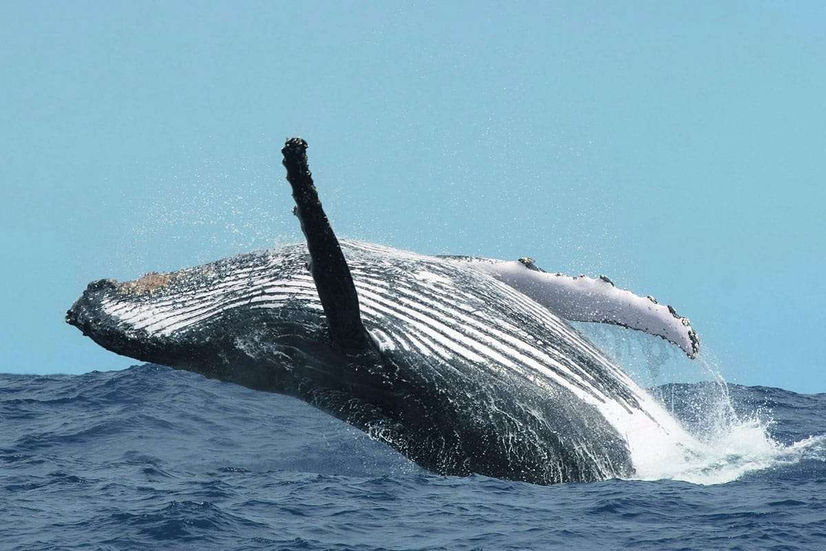 Tourist Interactions Spark Aggressive Behavior in Moustache, a Renowned Whale near Réunion 