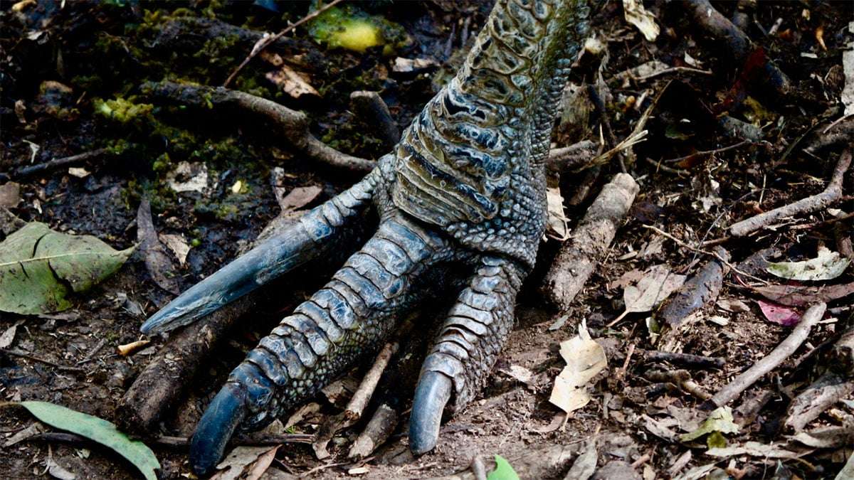 Rare Cassowary Chick Hatches in England, Highlighting a Conservation Triumph 