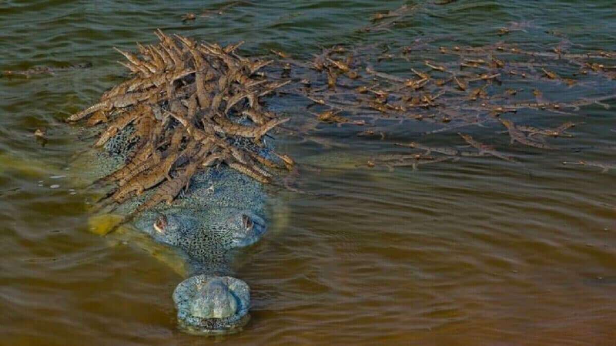 Stunning Image Captures Gharial Dad Carrying 100 Babies on His Back 