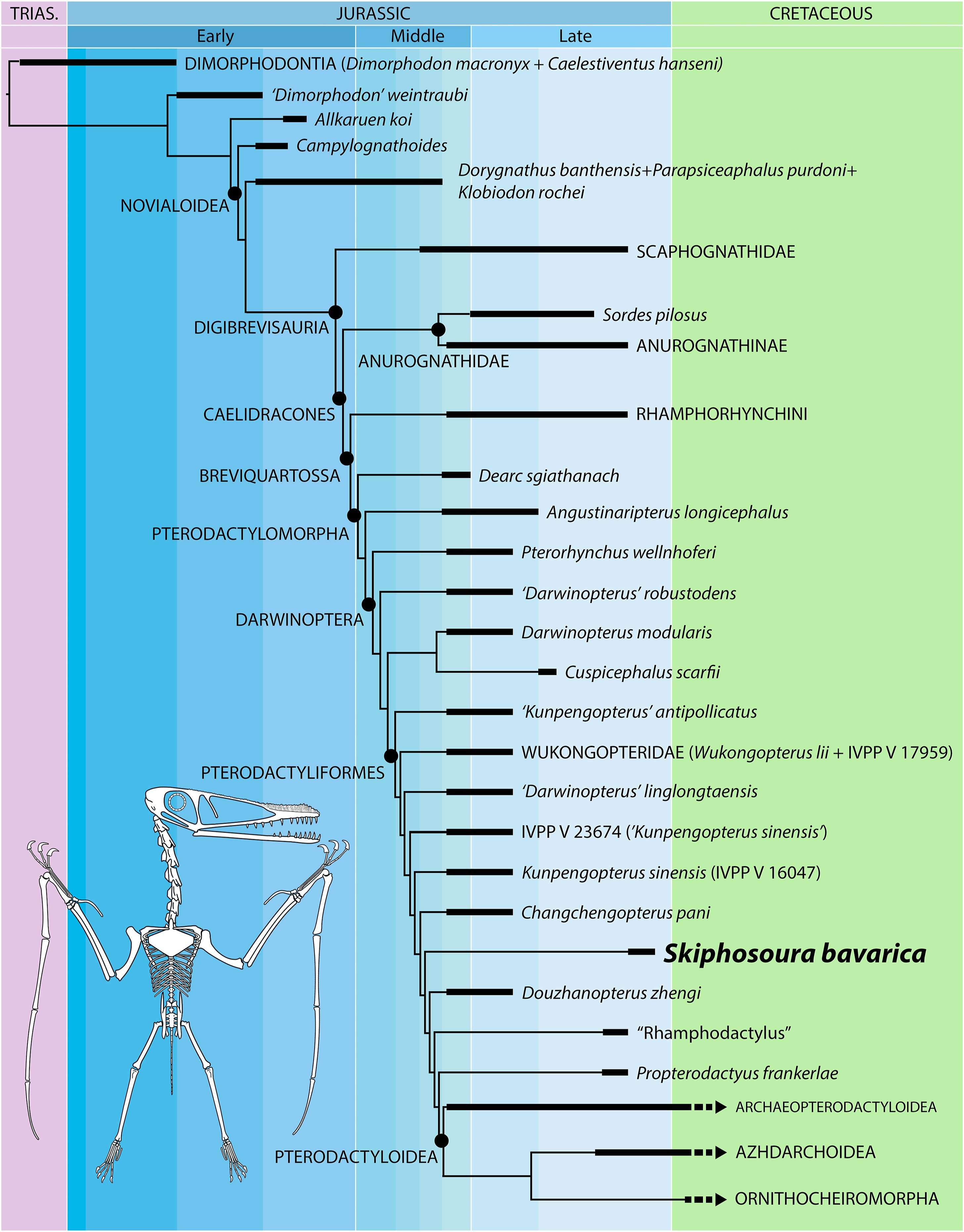 200-million-year-old-sword-tail-pterosaur-could-be-the-missing-link-to-flying-giants-f9cae1308b78082d201e890c9c4a5117.jpg