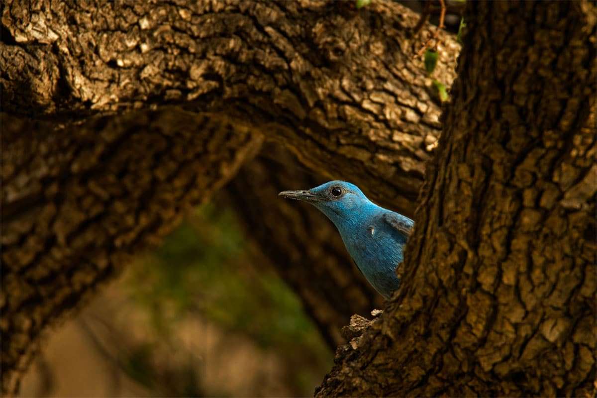 Historic Sighting: Blue Rock Thrush Spotted in the U.S. for the First Time 