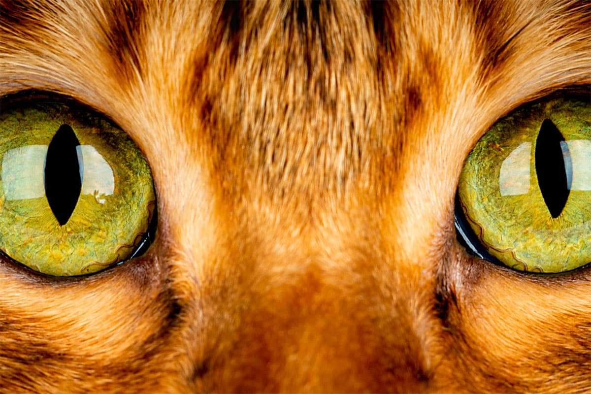 Could Military Drones Gain Enhanced Vision Inspired by Cats’ Unique Sight? 