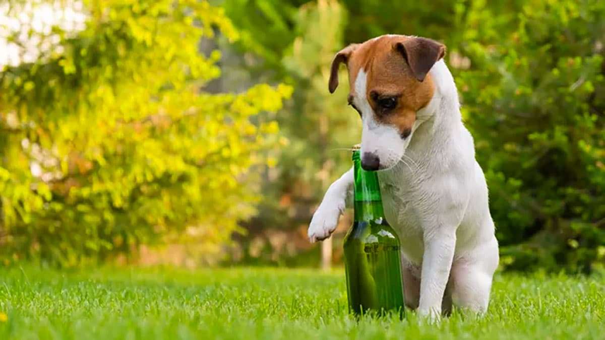 Canine Brews: The Innovative Trend Transforming Pet Care 