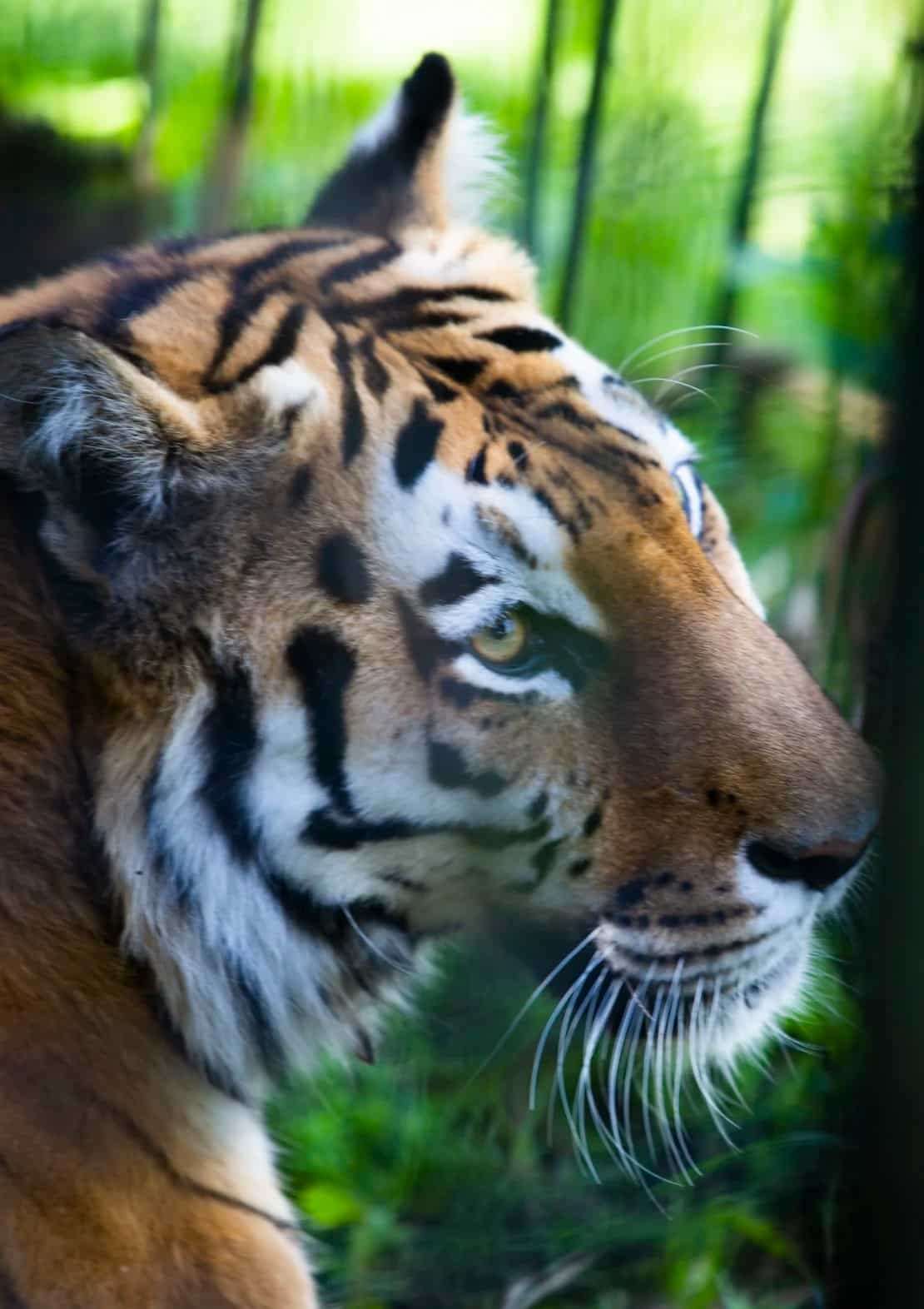 Amur-tiger--e7da56f78e53d3a0fb19f00c19e181f1.jpg