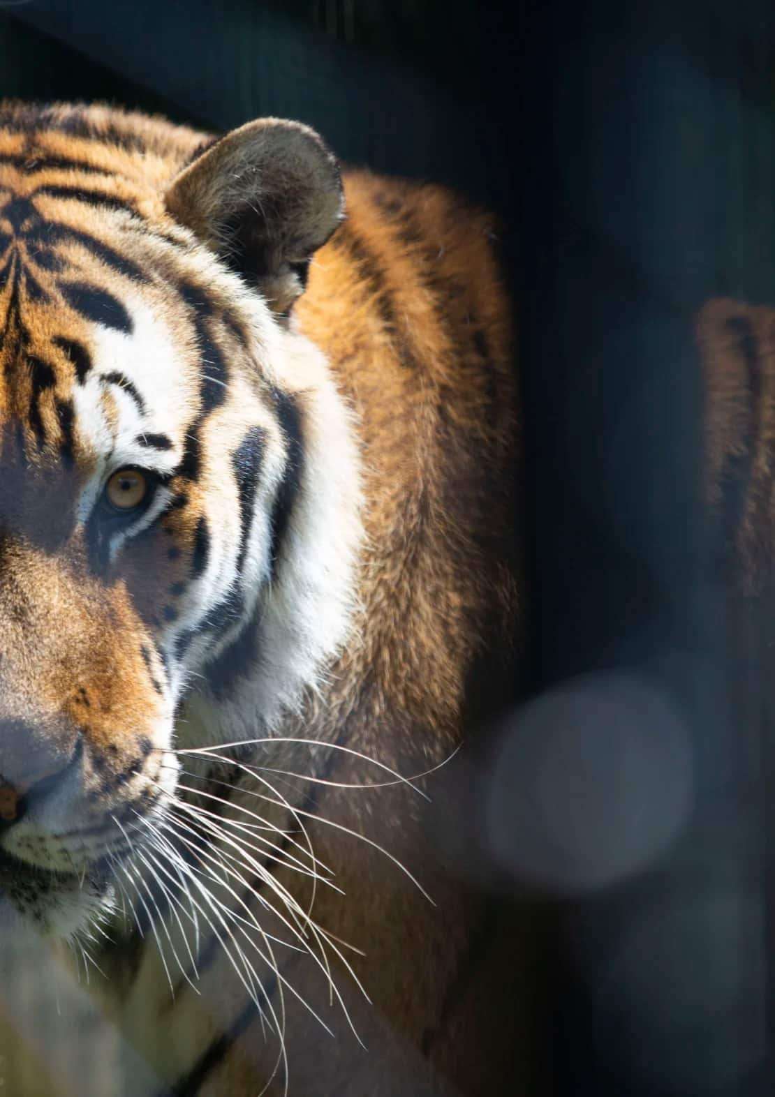 Amur-tiger-at-stichting-leeuw--053e0f90b6a5ce3dfa89ec80f2a76dc0.jpg