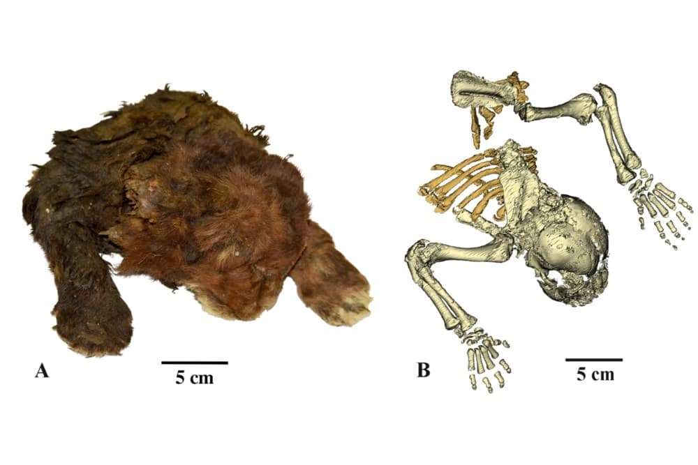 A-picture-of-the-frozen-juvenile-saber-tooth-mummy-and-a-digital-re-creation-of-its-skeleton-4d54e2f96bbfdf5c01ad2a10ac0d4562.jpg
