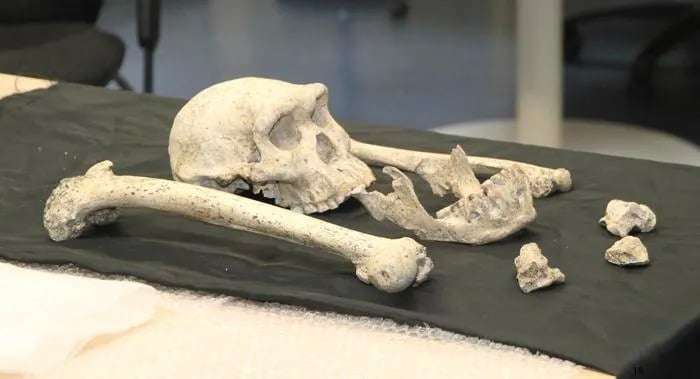 Fossils-of-the-skull-and-bones-of-a-young-Homo-individual-6d614005239316c6657a4e8fa39b3818.jpg