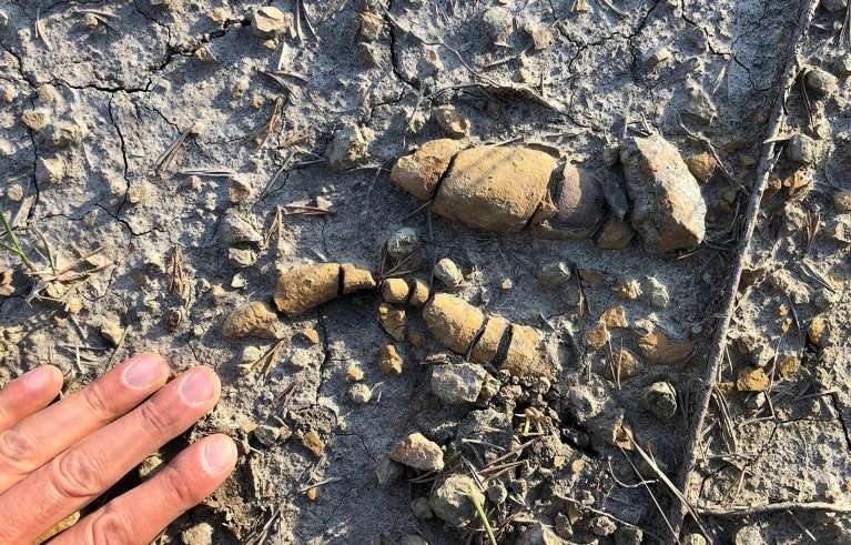 Fossilized-faeces-of-dinosaurs-254bde6b4af1157e50f1899183bd0a72.jpg