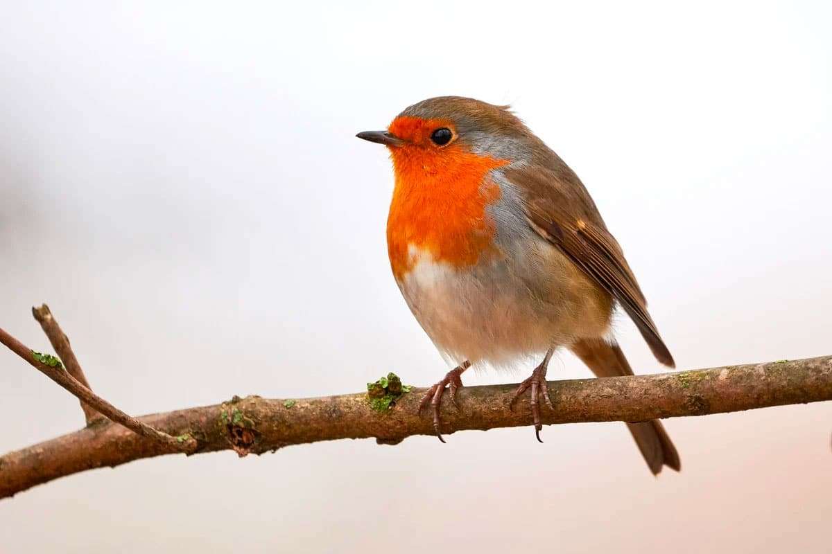 A Surprising Winter Lifeline: How Ping Pong Balls Can Help Birds Survive Cold Weather 