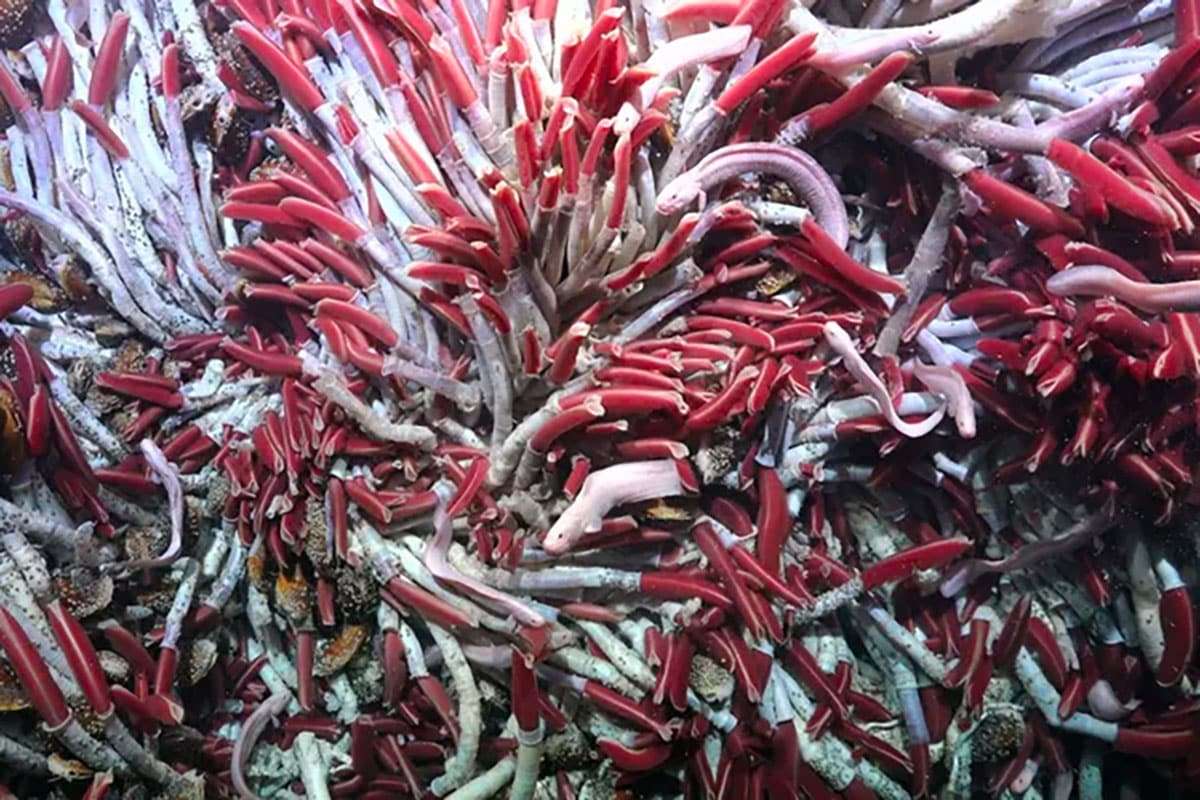 Colossal Creatures Thrive Within the Oceanic Crust: A Remarkable Finding 