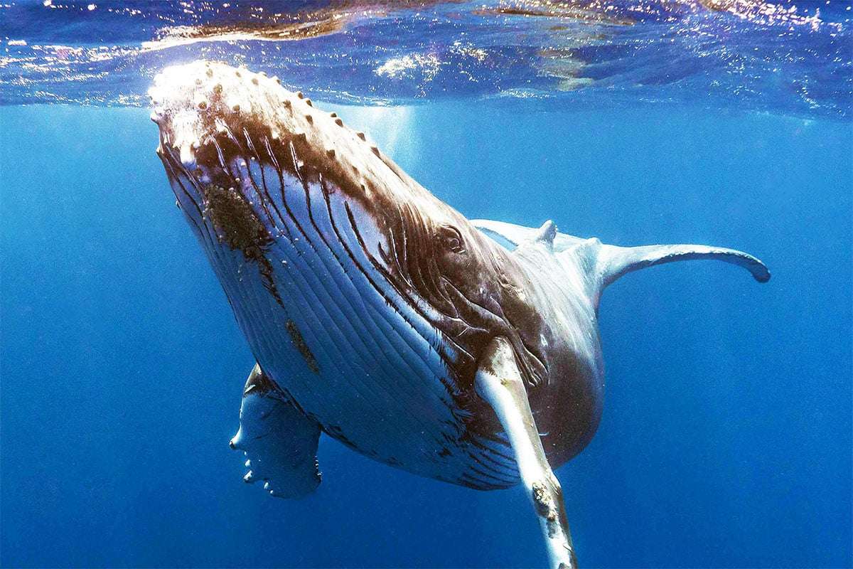 Innovative AI Facilitates 20-Minute Dialogue Between Humans and Humpback Whale, Transforming Interspecies Communication 