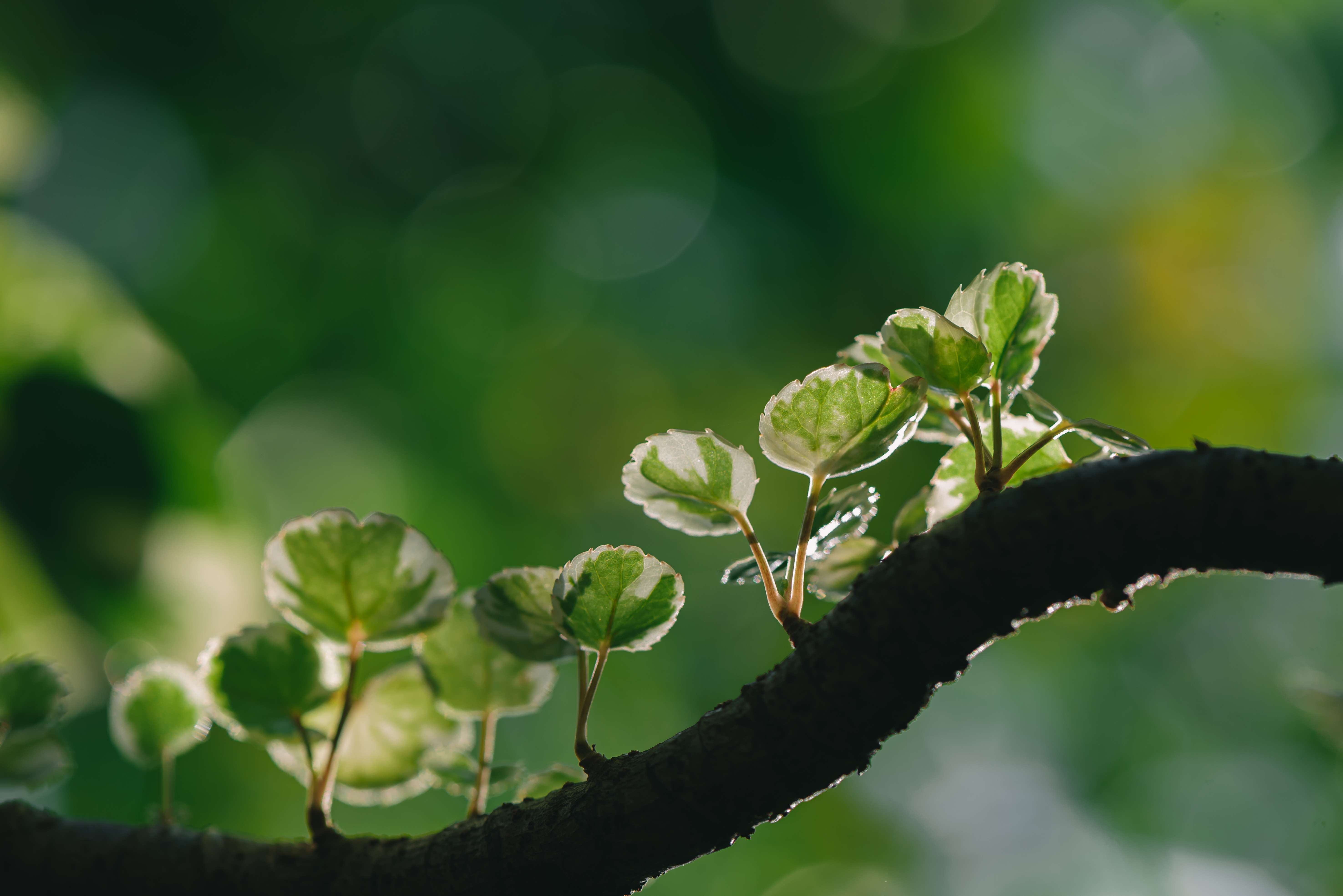 Revolutionizing Agriculture: Cultivating Plants Without Sunlight Using Electricity 