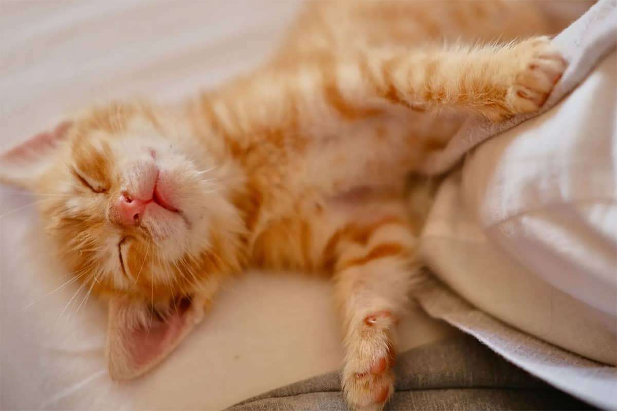 Unraveling the Mysteries of Feline Sleep Habits 