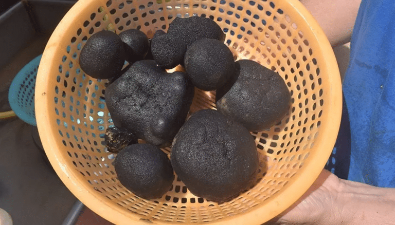 The-manganese-nodules-found-on-the-sea-bed-The-Nippon-Foundation-9ac236e31493ed611af07f29d6ec335f.png