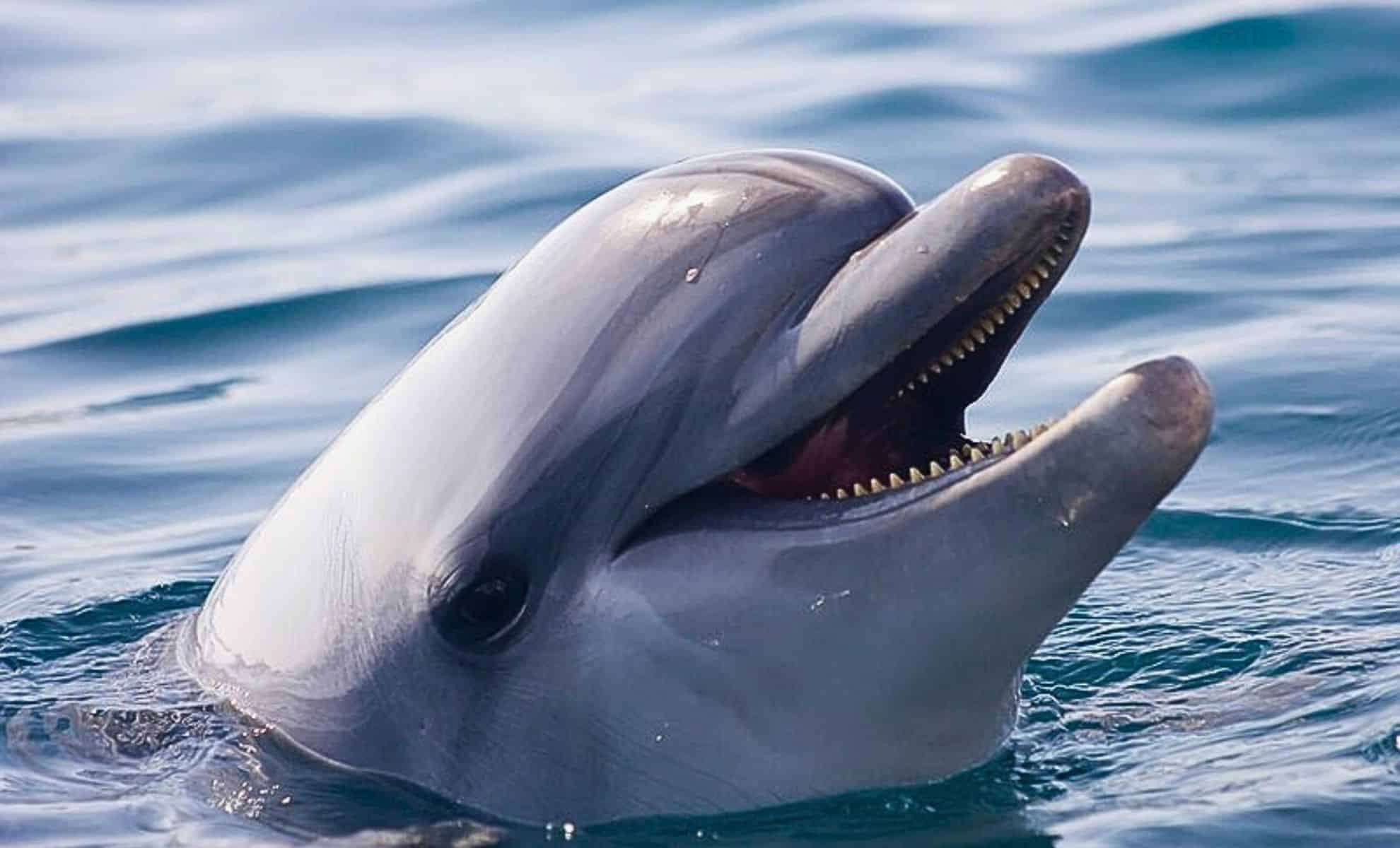 Isolated Bottlenose Dolphin in the Baltic Sea Continuously ‘Chats’ Alone with Unknown Purpose 