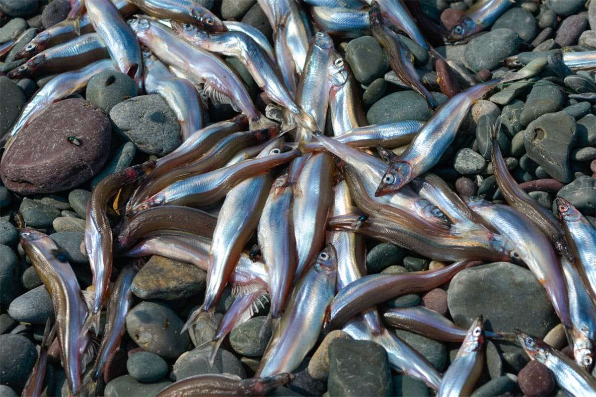 Record-Breaking Underwater Predation Unveiled by MIT and Norwegian Scientists 