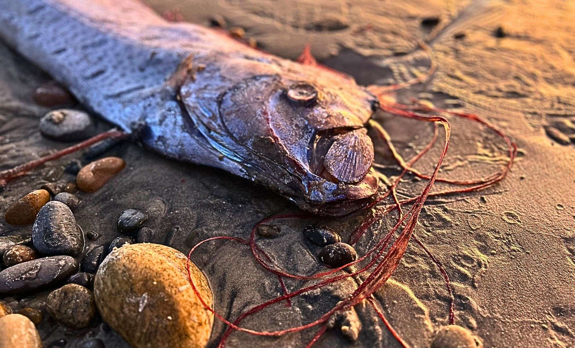 Rare Oarfish Washes Ashore in California, Sparking Curiosity and Concern 