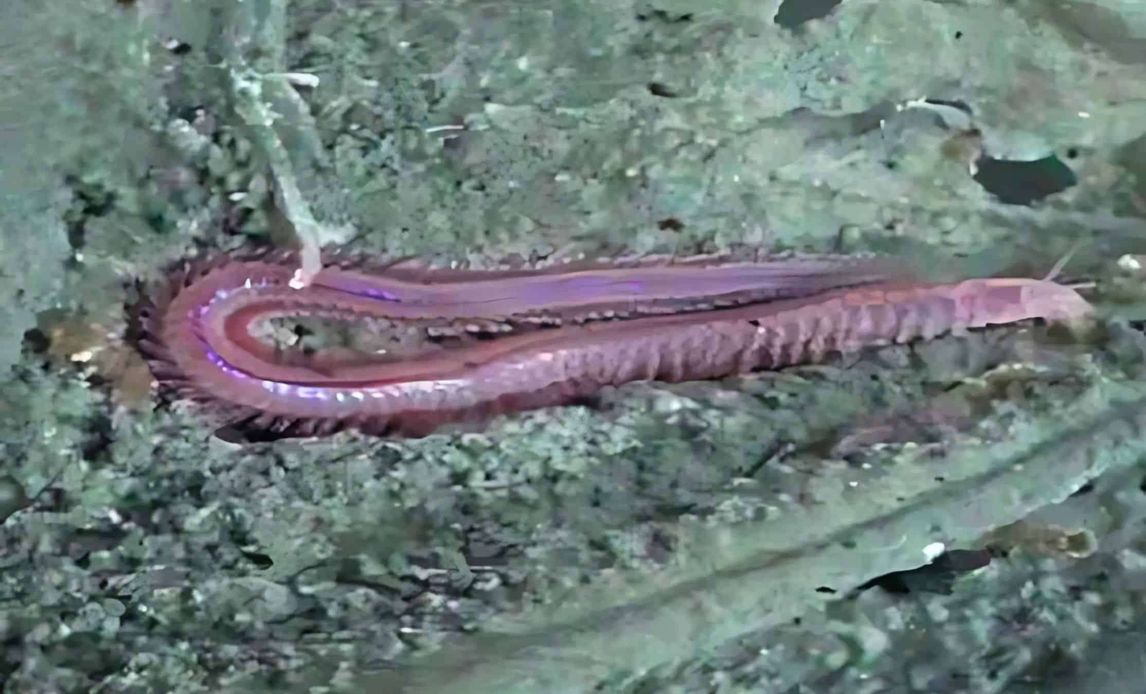 Enormous New Ocean Crust Creatures Discovered Deep Beneath the Waves 