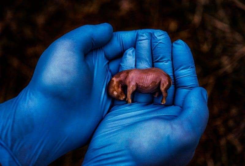 70-day-old-rhino-fetus-810c8d6f3ce0652a0246fb194c30ed5d.jpg