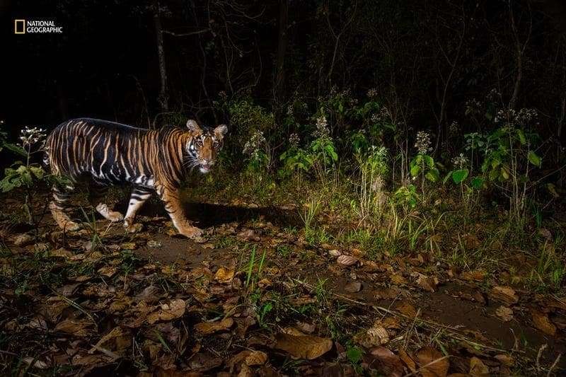 A-black-tiger-d8bd5820ae2d778fbc724f30a7754616.jpg