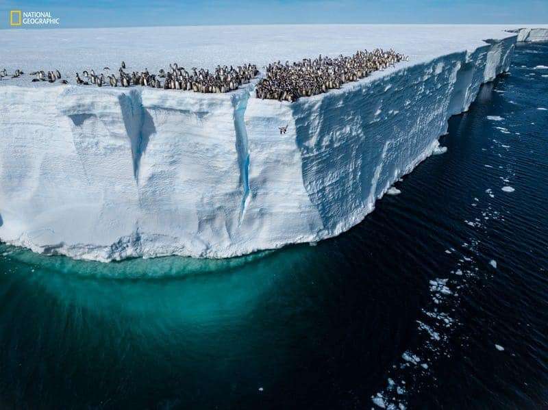 A-young-emperor-penguin-jumps-off-a-50-foot-cliff-f-154e6234891f5c41bb5ef4e0aceeffe8.jpg