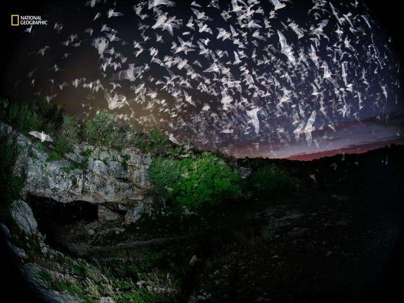 Mexican-free-tailed-bats-9284bb5ca7e4cf88b9c6afbcaa15f197.jpg