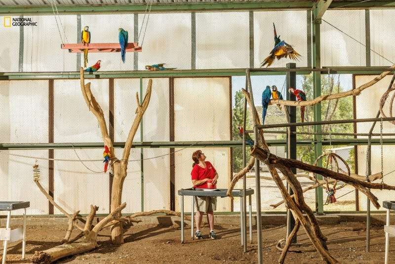 a-flock-of-macaws-at-The-Oasis-Sanctuary-07183df262fda2582a01aa5bc40301c6.jpg